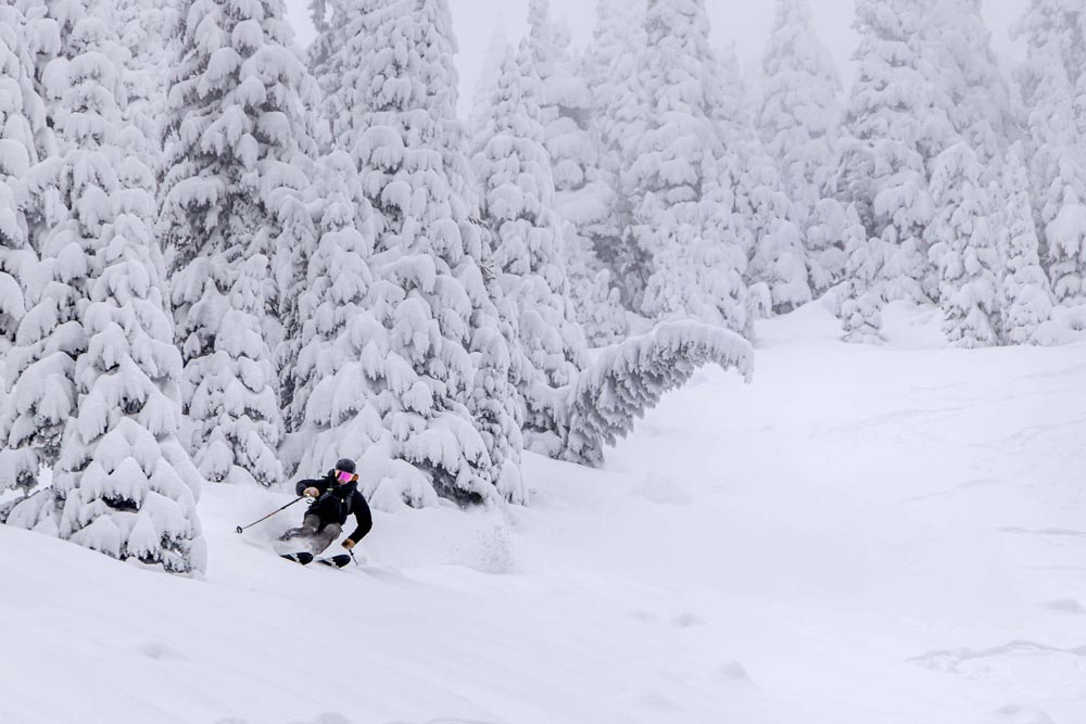 Skier on the weston grizzly skis skiing down a slope with snowy trees in the background
